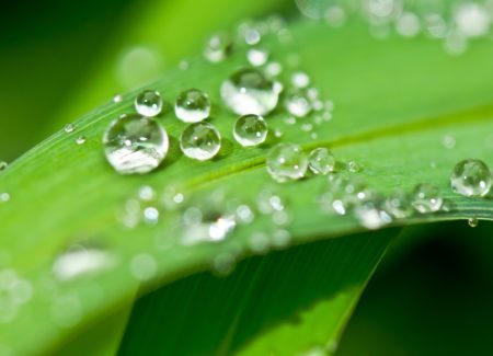 water-nature-grass-drop-dew-plant-969683-pxhere.com