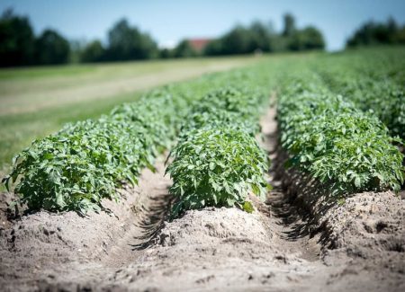 agriculture-potato-crop-field-plant-earth-potato-cultivation-arable-food