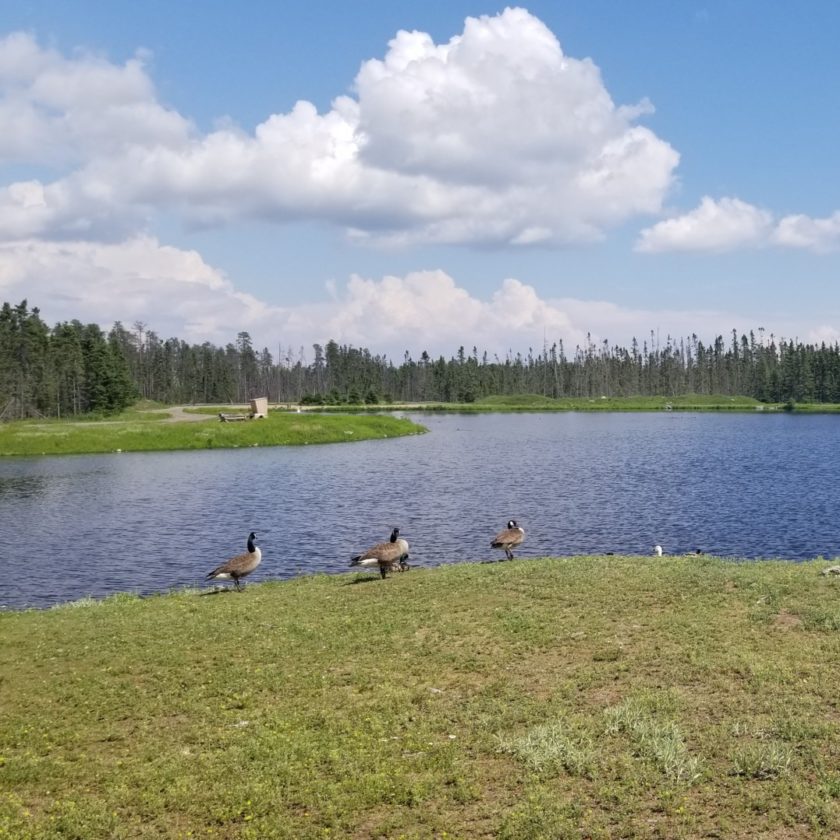 Lac du Zoo de Saint0Félicien