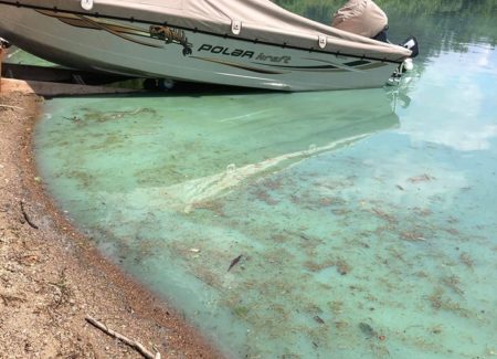 Fleurs d'eau de cyanobactéries observées dans le lac Ha! Ha!