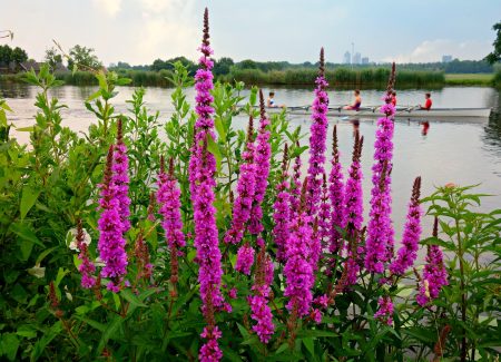 purple-loosestrife-1485894_1920