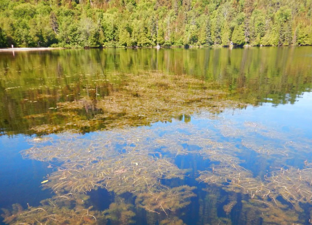 Lac infesté de myriophylle à épi