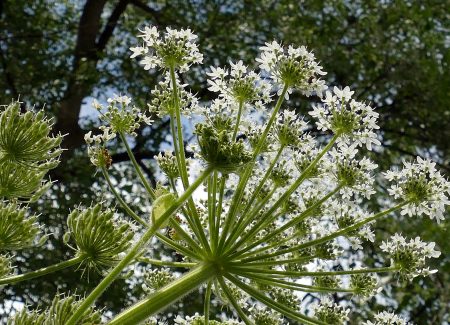 hogweed-4282649_1920