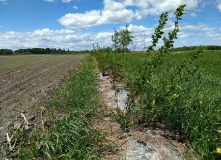 Bande riveraine d'arbustes implantée en 2017