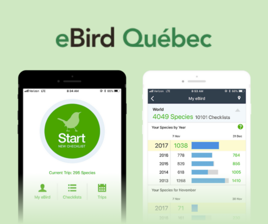 Ebird québec